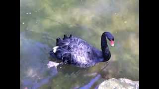 Schwarzer Schwan  Black Swan [upl. by Ymmas642]