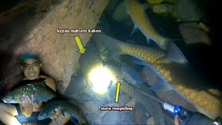 nembak ikan mahseer part2  ketemu gerombolan ikan mahseer di balik batang  jadi bingung milihnya [upl. by Airrotal]