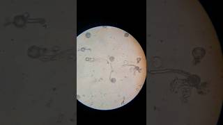 Pollen Tube GerminationHelix BiolabUnder Microscope 🔬shorts practical biology [upl. by Vevina]