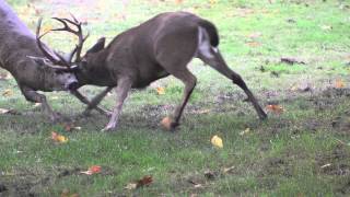 Deer Fight Suburban Deer Rutting in our Front Yard Saanich British Columbia [upl. by Alisan850]