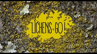 Différencier les différents lichens jaunes de nos villes [upl. by Papp]