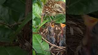 Quail mother find of babies [upl. by Shotton183]