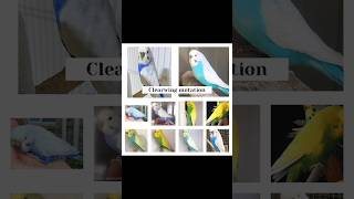 Mutations of Budgies parrot 🦜  The Philozoic  birds budgies love [upl. by Hajed]