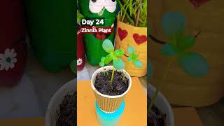 How To Grow Zinnia From Seeds Day 24 flowergrowing flowergardening zinniaplant floweringplant [upl. by Trixi]