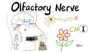 Neuroanatomy  Olfactory Nerve Olfaction amp Anosmia  Cranial Nerve I  Lecture 1 [upl. by Audy413]