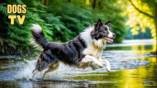 🔴Top Entertainment to Ease Your Dogs Anxiety  Fast Boredom Busting Videos for Dogs with Music [upl. by Rialb889]