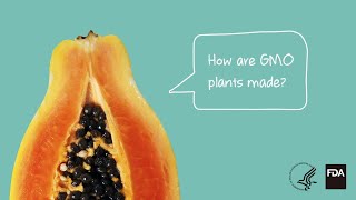 Agricultural Biotechnology How Are GMO Plants Made [upl. by Yortal563]