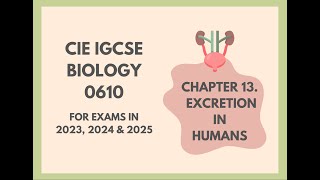 13 Excretion in Humans Cambridge IGCSE Biology 0610 for exams in 2023 2024 and 2025 [upl. by Honna]