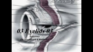 03 EyeLid part3 الكفراوي أناتومى Elkafrawy Anatomy Basics [upl. by Notnad]