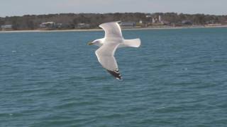 Seagull in flight [upl. by Rumney165]