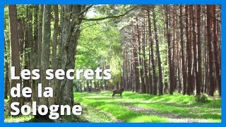 Découverte  Les secrets de la Sologne et de Cheverny [upl. by Kcirre649]