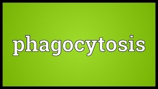 Phagocytosis Meaning [upl. by Hammer376]