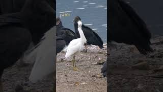 Snowy Egret amp Black Vulture shorts [upl. by Hackney58]