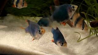 Cyprinidae HD  movie 01  Sumatra Barb amp Rainbow Shark [upl. by Freda]