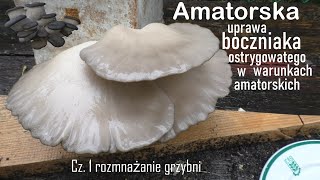 Amatorska Uprawa Bᴏᴄᴢɴɪᴀᴋᴀ Osᴛʀʏɢᴏᴡᴀᴛᴇɢᴏ Cz1 rozmnażanie grzybni [upl. by Phyllis180]