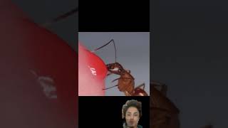 Ant drink Red Nactar From Fingeryoutubeshorts animals [upl. by Breen]