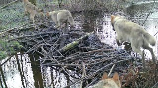 5 dużych wilków przechodzi przez tamę bobrów [upl. by Ennirac504]