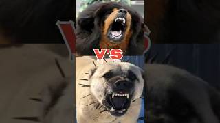 Tibetan mastiff vs kangal dog vs alabai vs rottweiler please subscribe 🥺 [upl. by Atoiganap]