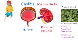 Cystitis Symptoms and treatment Painful urination Frequent urination [upl. by Ravilob]