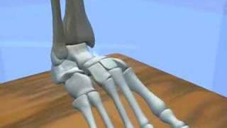 Ankle amp Subtalar Joint Motion Function Explained Biomechanic of the Foot  Pronation amp Supination [upl. by Ojibbob]