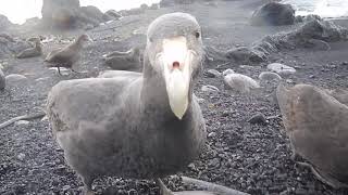 Inquisitive Giant Petrels  Goodhope Bay Marion Island 2018 [upl. by Linis712]