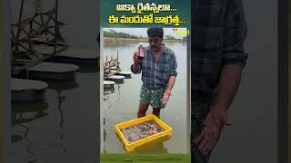 ఈ మందుతో జాగ్రత్త ToneAgri TigerPrawnCulture ZooclearPlus ShrimpFarmingLosses PrawnFarmingLoss [upl. by Press868]