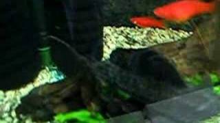 Sailfinned plecostomusGlyptoperichthys gibbiceps [upl. by Bridget]