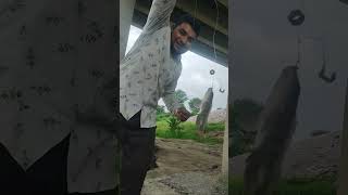 Sangareddy Shivampet bridge Tilapia Fishing Running water🌊🌊🌊🎣💐💐💐 [upl. by Kyriako]