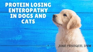 Protein Losing Enteropathy In Dogs And Cats [upl. by Nadirehs]