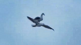 Seagull riding on another seagull [upl. by Eener]