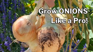 ONION GROWING GUIDE plus TIPS for growing onions in HOT CLIMATES [upl. by Fina]