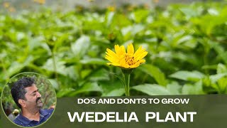 Dos amp Donts To Grow Wedelia Plant In Home Garden for beginners [upl. by Ahcsrop]