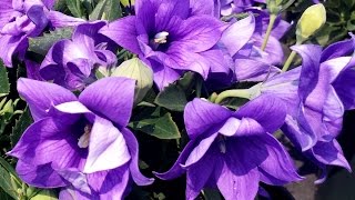 Best Perennials for Sun  Platycodon Astra Double Blue Balloon Flower [upl. by Ahouh]