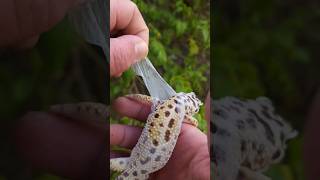 Helping your Leopard Gecko shed 🌞 [upl. by Luca175]