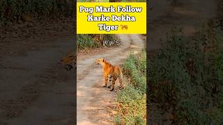 Found the Tiger with Pugmarks  Tiger Safari Dhikala Zone tiger Jimcorbett Wildlife tigerreserve [upl. by Navac]