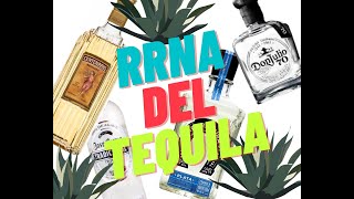 RRNA DEL TEQUILA [upl. by Campney]