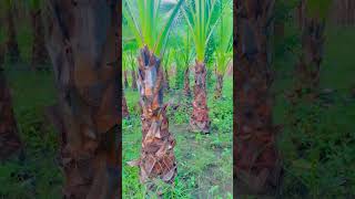 Washingtonia palm plants youtubeshorts viralvideo [upl. by Nodgnal]