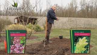 Lilas  plantation et entretien  Truffaut [upl. by Penni627]