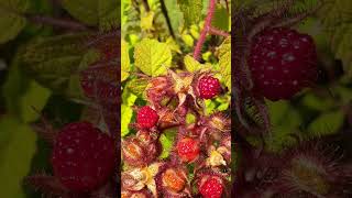 Wineberry shorts garden gardening raspberry flowers fruit plants wineberry [upl. by Coit]