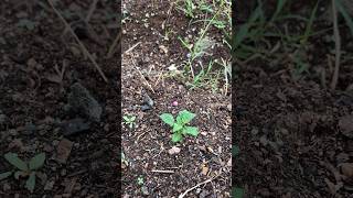 Potatoes 🥔 Updates 🌱🌱in my garden shortsyoutubevirlshortsgrowingvegetablessubscribenow [upl. by Suoicerpal]