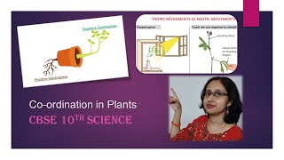 PhototropismChemotropismGeotropismHydrotropismCoordinationInPlantsCBSE10thBiology [upl. by Aivyls]