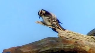 Downy Woodpecker Calling and Drumming [upl. by Nyletac633]