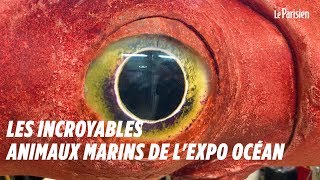 Les incroyables animaux marins de lexposition Océan [upl. by Paulette]