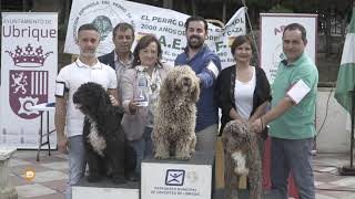 Concurso Nacional Canino del Perro de Agua Español [upl. by Francene]