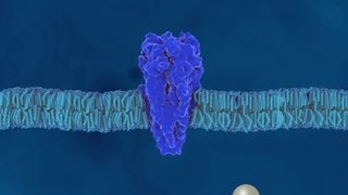 Aufbau und Eigenschaften der Proteine  Trailer Schulfilm Biologie [upl. by Nuzzi673]