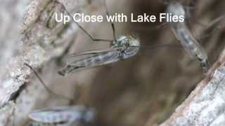 Up Close with Winnebago Lake Flies [upl. by Nylaroc]