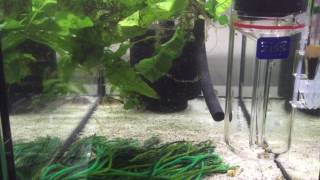 Corydoras simulatus newly hatched fry in Ziss Tumbler [upl. by Ahsimin60]