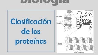 Clasificación de las proteínas [upl. by Arocat425]