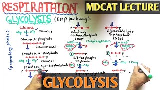 Glycolysis Cycle  NMDCAT 2021 [upl. by Ule22]