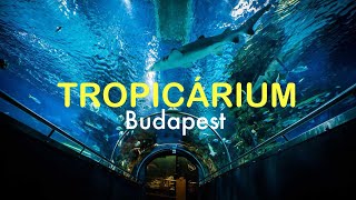 đź¦ đźŠ Tropicarium Budapest 18072023 đź‡­đź‡ş [upl. by Barclay462]